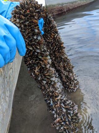 Learning the ropes: a beginner's guide to mussel .